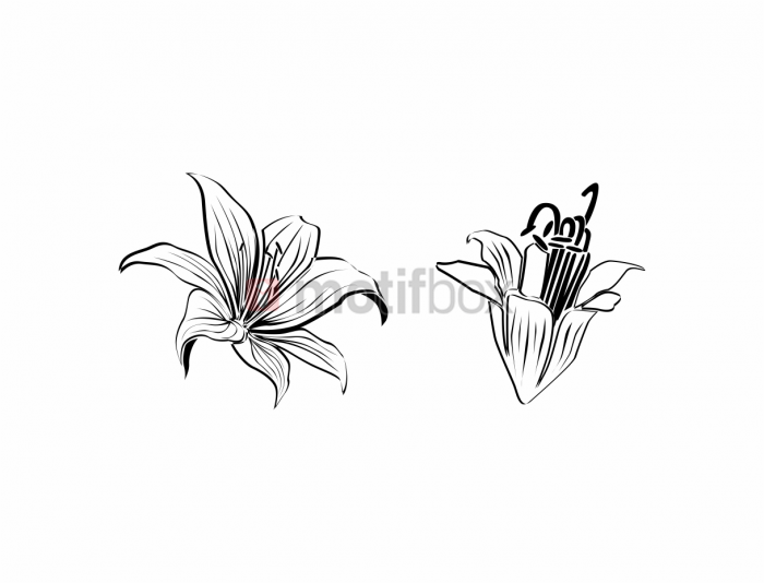 floral clip art