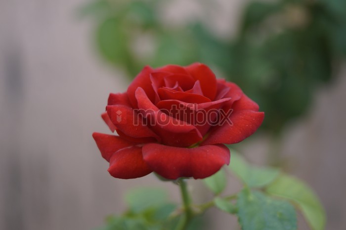 natural rose