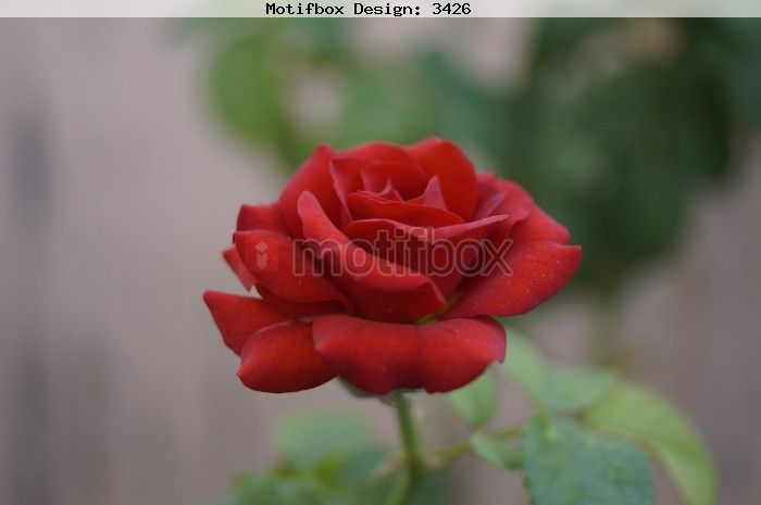 Natural Rose