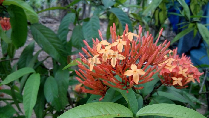 yellow and red ixora flower