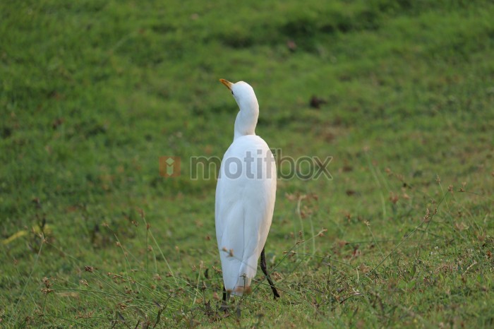 egret  bird