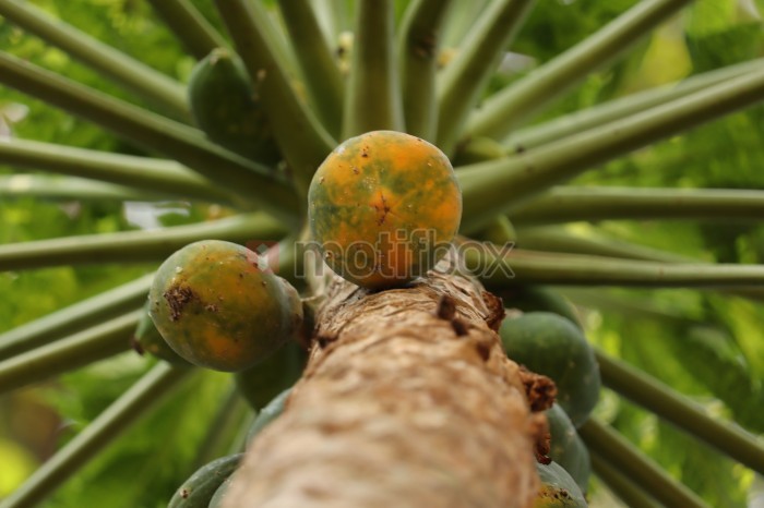 papaya tree and fruit