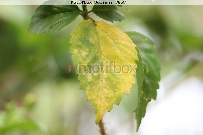 yellow leaf